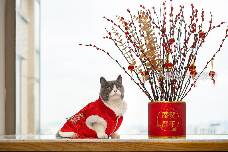 这只可爱的猫穿着传统的中国服装，带着一盆新年植物，中文翻译成英文是Happy Chinese new year